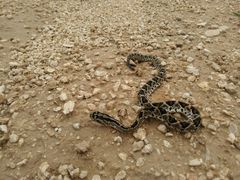 Crotalus tzabcan