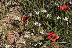 Pauridia serrata albiflora