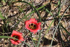 Romulea sabulosa