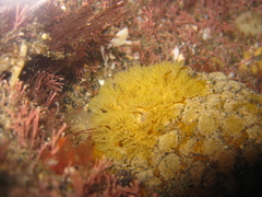 Doris wellingtonensis