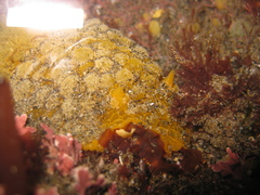 Doris wellingtonensis