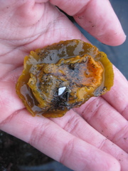 Doris wellingtonensis