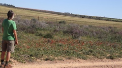 Romulea sabulosa