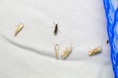 Stagmatophora iridella