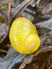 Littorina obtusata