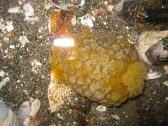 Doris wellingtonensis