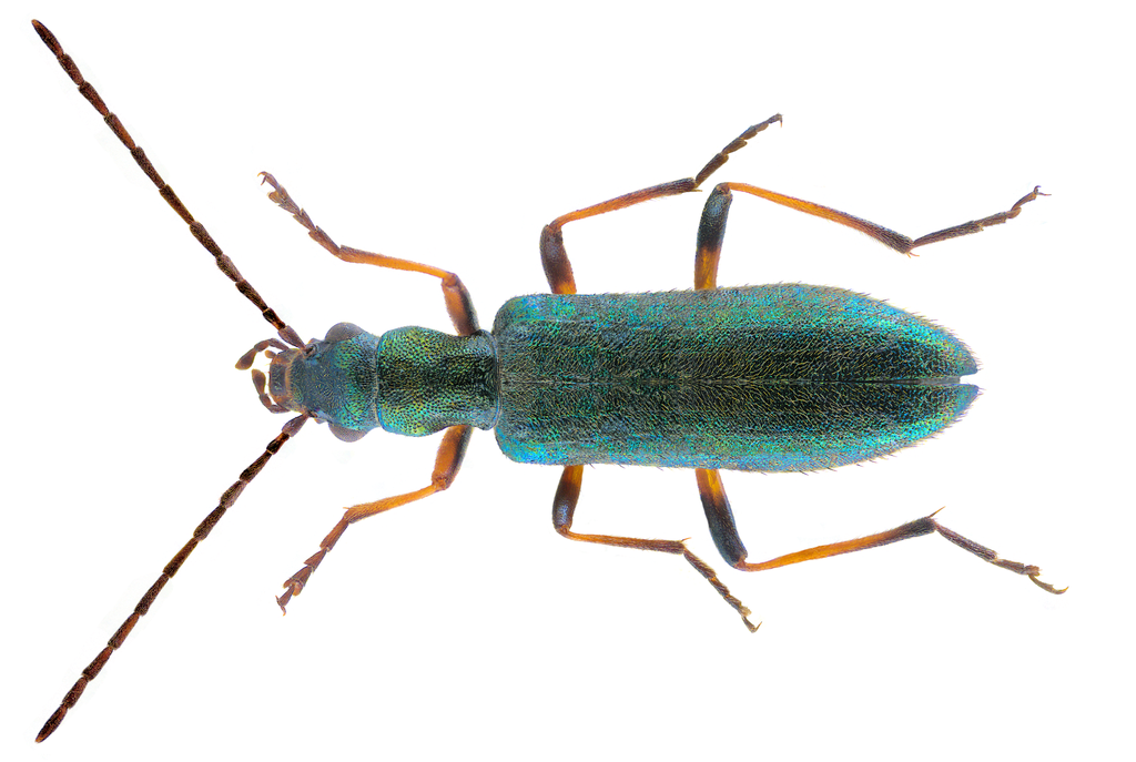 Chrysanthia geniculata