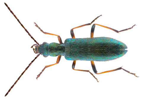 Žaliasis Laibavabalis nuotrauka