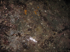 Doris wellingtonensis