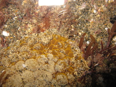 Doris wellingtonensis