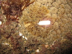 Doris wellingtonensis