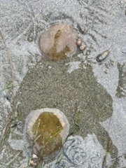 Abarenicola pacifica