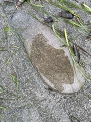 Abarenicola pacifica