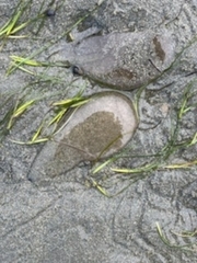 Abarenicola pacifica