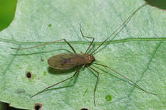 Amphineurus insulsus