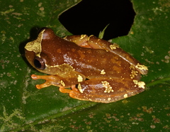 Dendropsophus sarayacuensis