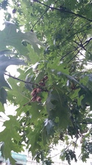 Quercus rubra