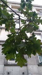 Quercus robur