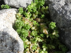 Sedum anglicum