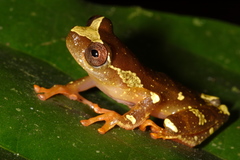 Dendropsophus sarayacuensis