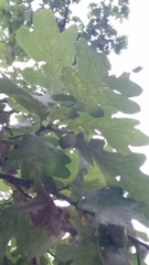 Quercus robur