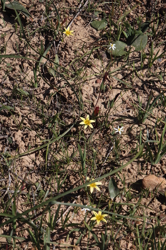 Image of Romulea hirta by (c) Tony Rebelo, some rights reserved (CC BY-SA)