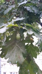 Quercus robur