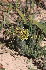 Euchlora hirsuta