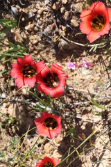 Romulea sabulosa