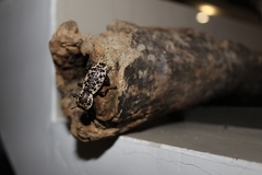 Zopherus nodulosus nodulosus