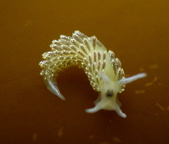 Diaphoreolis viridis