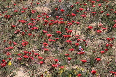 Romulea sabulosa