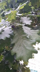 Quercus robur