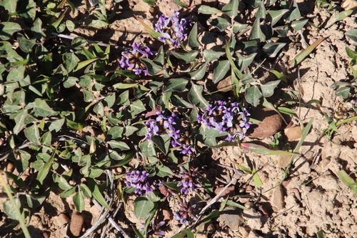 Image of Dolichos decumbens by (c) Tony Rebelo, some rights reserved (CC BY-SA)