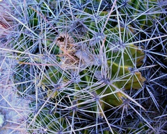 Ferocactus flavovirens