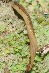 Australopacifica mariae