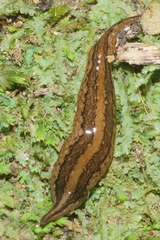 Australopacifica mariae