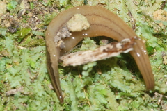 Australopacifica mariae