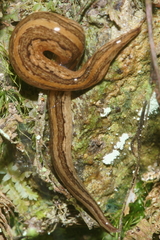 Australopacifica mariae