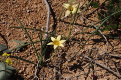 Romulea hirta