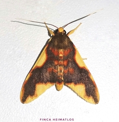 Trichromia declivis