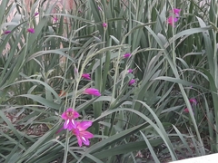 Gladiolus