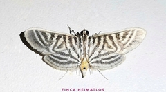 Spilomela pantheralis