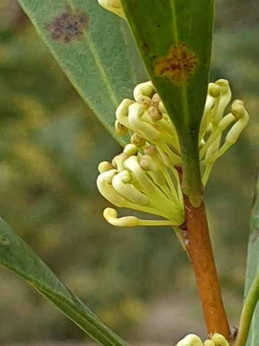 Willow-leaved hakea