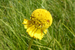 Helenium bigelovii