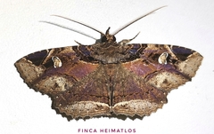 Peteroma denticulata