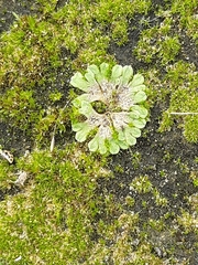 Riccia glauca