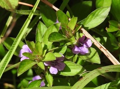 Dyschoriste capitata