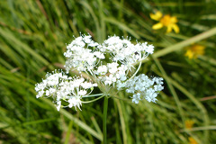 Perideridia bolanderi