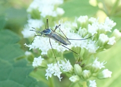 Toxorhynchites rutilus septentrionalis